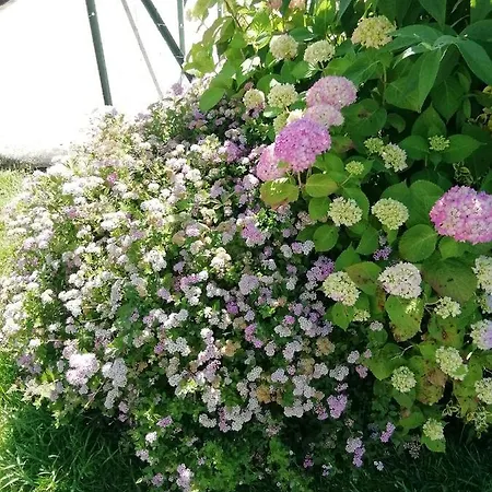 De Bigorre * Cieutat