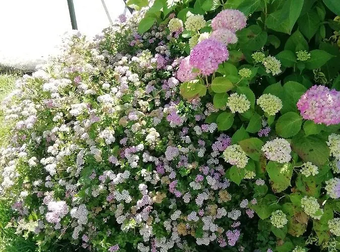 De Bigorre * Cieutat